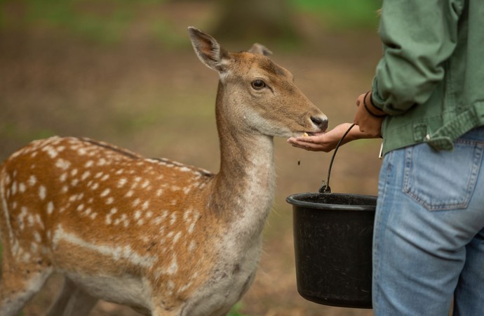 Eine junge Frau füttert ein Rehkitz mit der Hand.