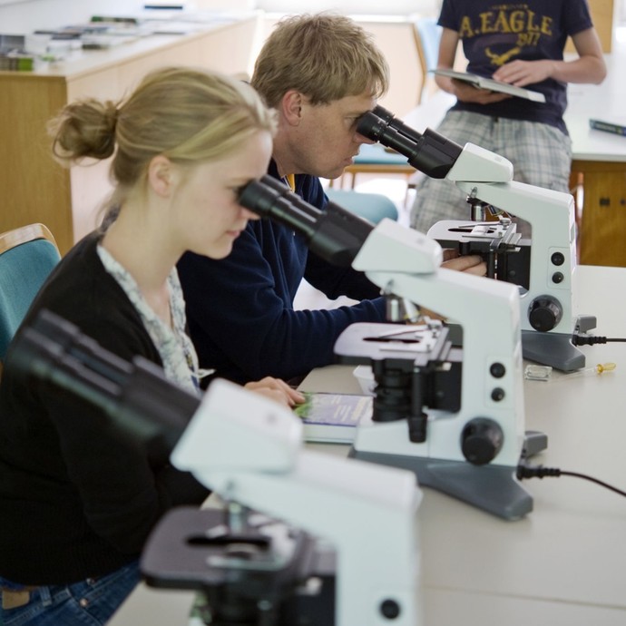 Zwei Personen schauen konzentriert durch ihre Mikroskope (vergrößerte Bildansicht wird geöffnet)