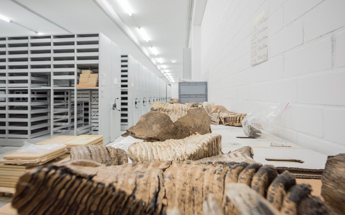 Blick auf einen Tisch, auf dem Fossilien ausgebreitet sind. Im Hintergrund Rollregale zur Aufbewahrung.
