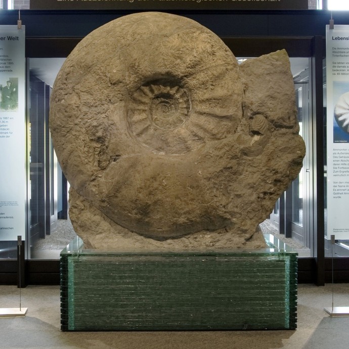 Foto eines sehr großen Ammonits (Fossil) (öffnet vergrößerte Bildansicht)